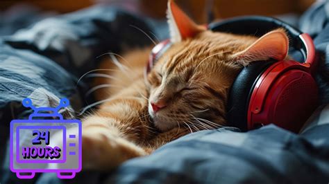 Hour Calming Music For Cats With Anxiety Sleep Music For Cats