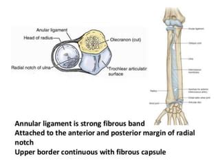 Proximal Radioulnar Joint Ligaments