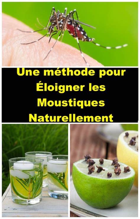 Une méthode pour Éloigner les Moustiques Naturellement Plantes qui