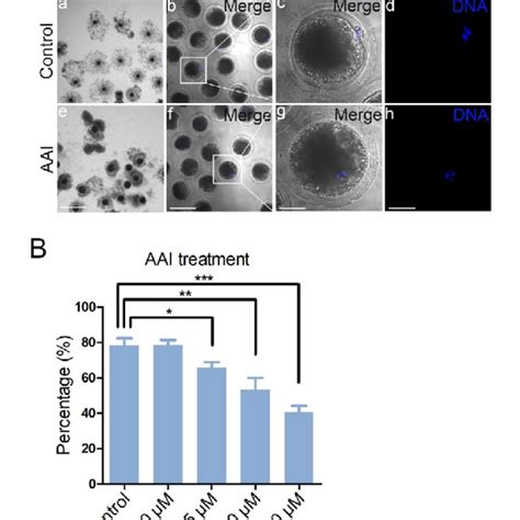 Effects Of Different Doses Of Aai On The Porcine Oocyte Maturation A