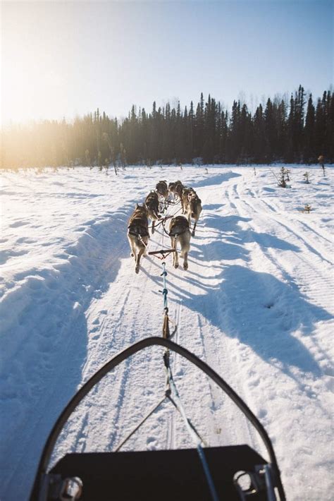 Alaska Salmon Berry Tours Dog Sledding | Anchorage Tours | ALASKA.ORG