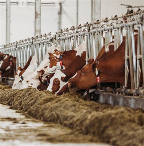 About Our Co Operative Gay Lea