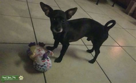 Black Chiweenie Stud Dog In Texas Mexico Breed Your Dog