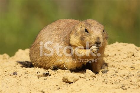 Prairie Dog Eating Stock Photo | Royalty-Free | FreeImages