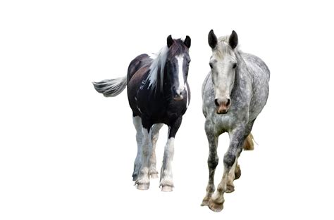Animals Free Stock Photo Public Domain Pictures