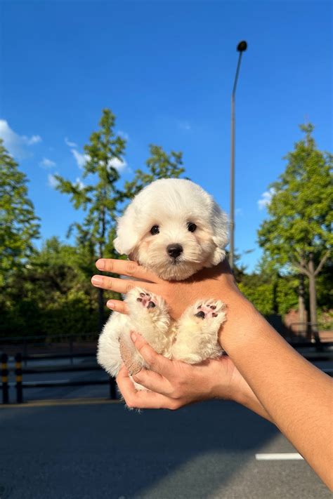 HAETNIM - MALE (COTON DE TULEAR) – Kim's Pups