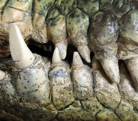 Dente De Crocodilo - Dente de crocodilo foto de stock. Imagem de caçador, nariz - 21438360