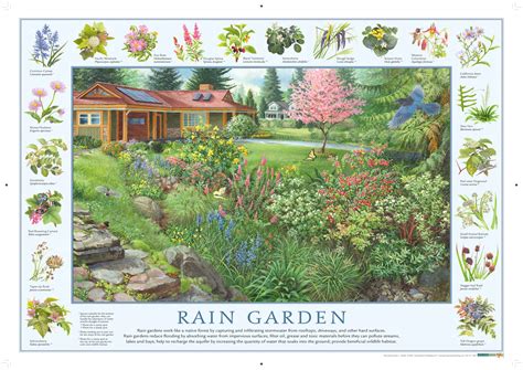 Rain Gardens | Washington State University