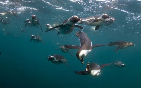 Facts about penguins on the International Penguin Day | Dolphin Discovery