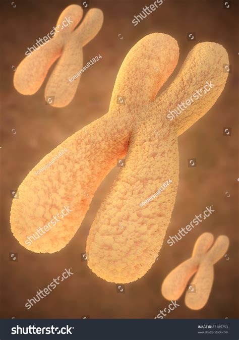 Somatic Sex Cells Images Stock Photos Vectors Shutterstock