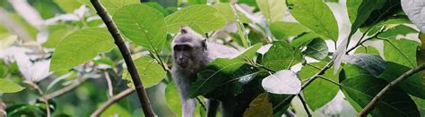 22 Marvellous Monkey Facts, Trivia, and Information