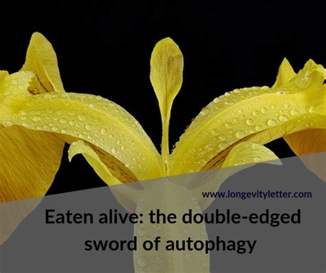 Eaten Alive The Double Edged Sword Of Autophagy Longevity Letter