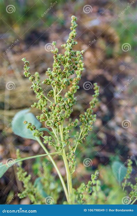 Closeup of Ambrosia Plant on Autumn Stock Image - Image of detail ...