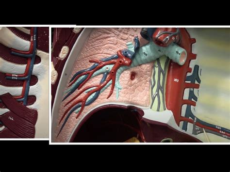 thoracic  abdominal pt  diagram quizlet
