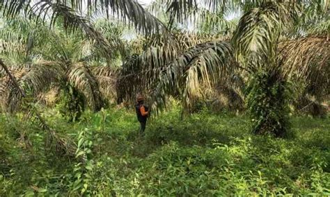 ciri bibit kelapa sawit afkir  pembibitan pre nursery halaman