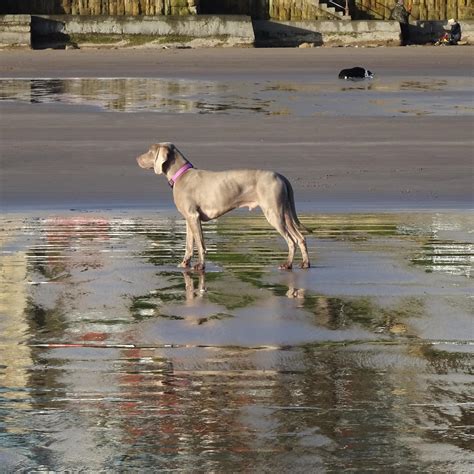 Can Dogs Go On Beach At Scarborough
