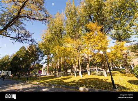 China Agricultural University Stock Photo Alamy