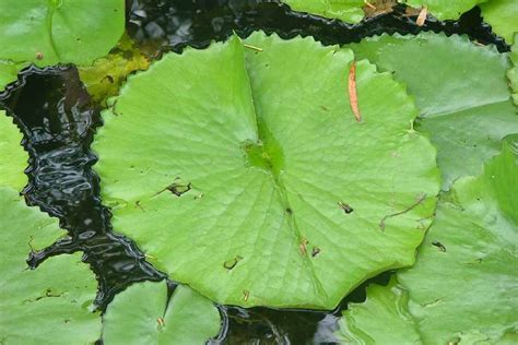 Nymphaea caerulea