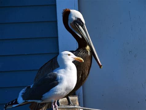 Seagull And A Pelican Free Stock Photo Public Domain Pictures