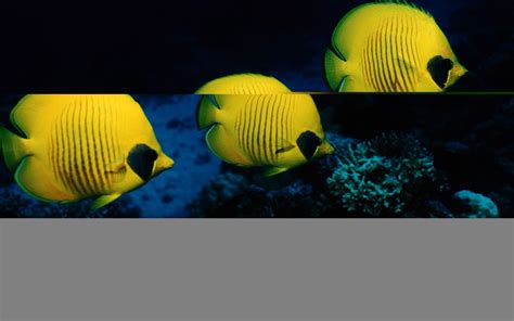 Angelfish Wallpapers - Top Free Angelfish Backgrounds - WallpaperAccess