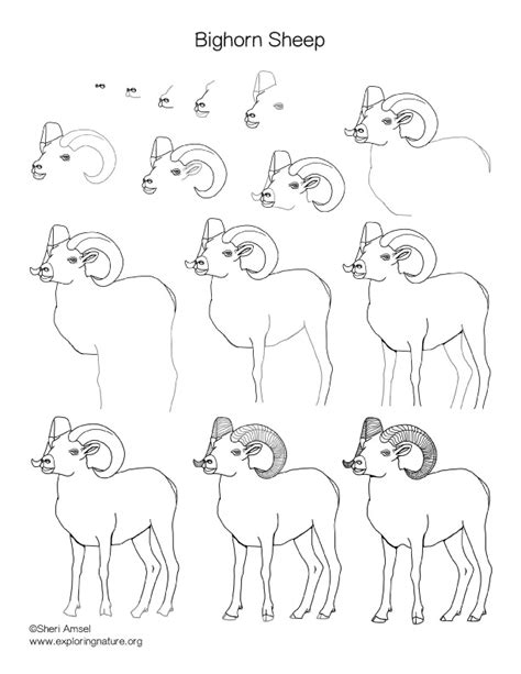 Bighorn Sheep Drawing Lesson