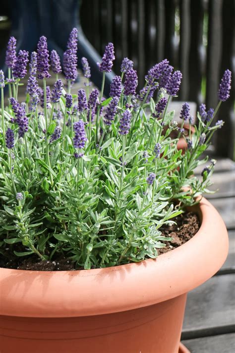 does lavender grow in pots