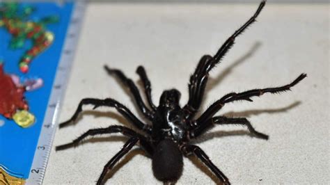 'Big Boy' Funnel-Web Spider Caught For Milking | Scoop News | Sky News