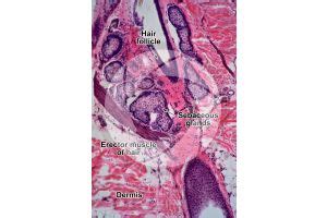 Man Sebaceous Gland Vertical Section 250X Sebaceous Gland