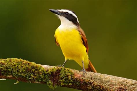 Benteveo o Pitangus sulphuratus Características dónde vive y