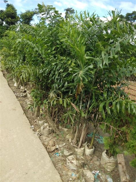 Hyophorbe Lagenicaulis Foxtail Palm Tree Plant 5feet At Rs 100 In Kolkata