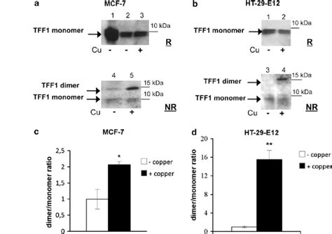 Western Blot Analysis Of Secreted Proteins In Reducing R And Download Scientific Diagram