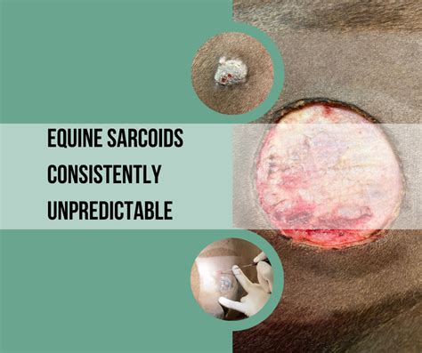 Equine Sarcoids Consistently Unpredictable Hook Norton Equine Vets