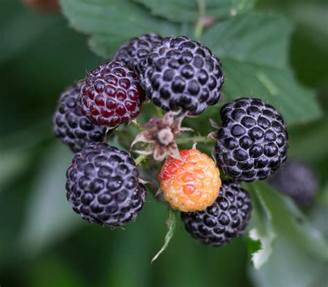 Rubus leucodermis - Blue Raspberry - Seeds