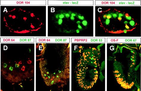 A Spatial Map Of Olfactory Receptor Expression In The Drosophila