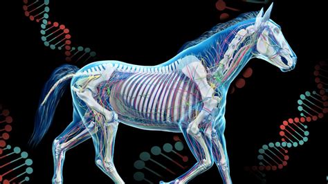 Collaborative Research At Vgl Expands Knowledge Of Equine Genome