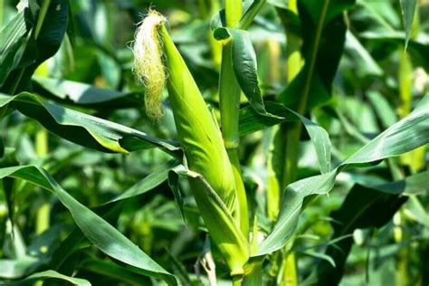 El Fascinante Mundo Del Maíz Historia Cultivo Y Usos