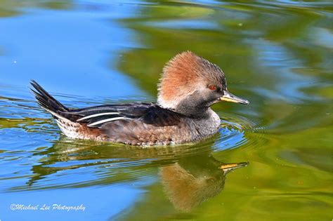 Dsc R Hooded Merganser Hen M Lee Flickr