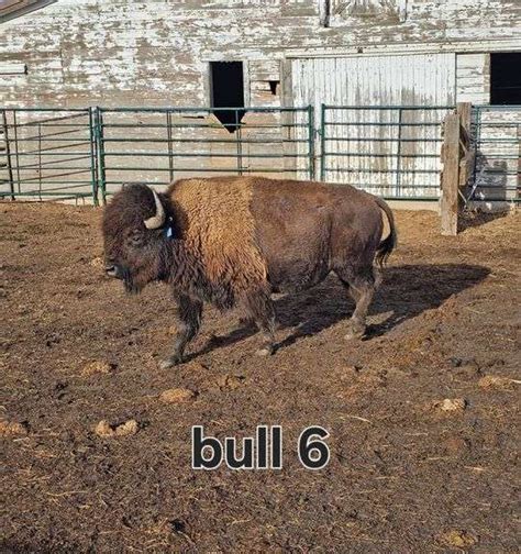 Mature Bull Fischer Clerking LLC