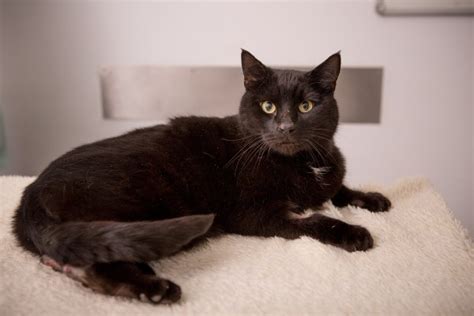 Cat Dubbed Phileas Mogg Survives 250 Mile Journey Under Car Bonnett