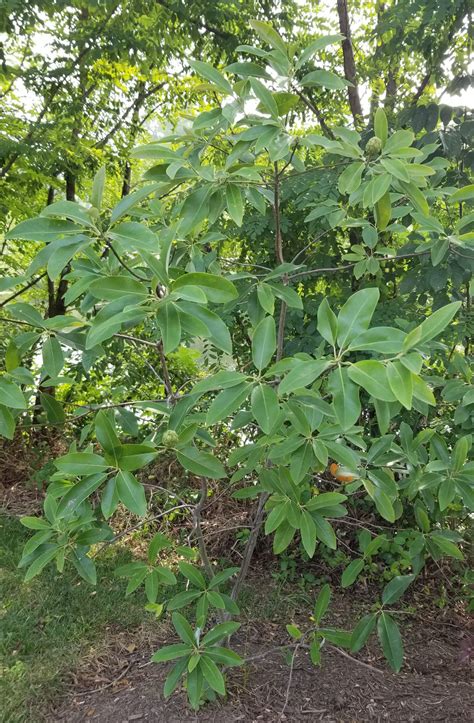 Sweet Bay Magnolia (Magnolia virginiana) – Potomac Environmental