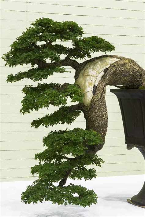 How to Trim and Shape a Cascade-Style Bonsai