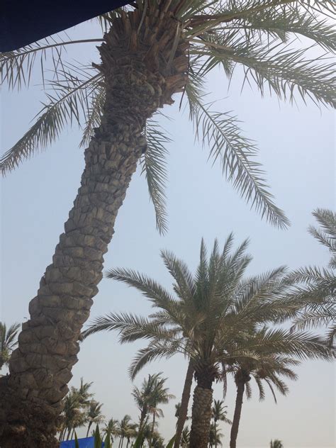 If I Was Stranded On A Desert Island… - AAUBlog