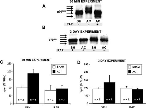 Inhibition of left ventricular p70 S6 kinase by rapamycin in vivo. Left ... 