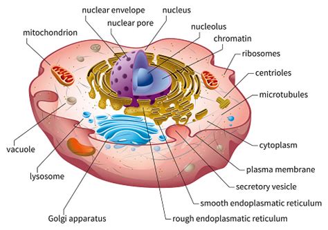 animal cell structure stock illustration  image
