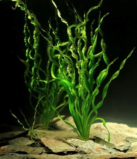 Echinodorus sp. ´Vesuvius´ | Akvaforum.no - Akvarieforum, akvarium og ...