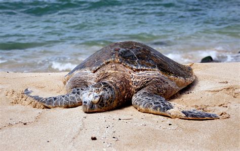 Free Images Beach Nature Sand Coastline Wildlife Sea Turtle