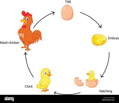 Ciclo Di Vita Di Un Pollo Per Bambini Immagine E Vettoriale Alamy