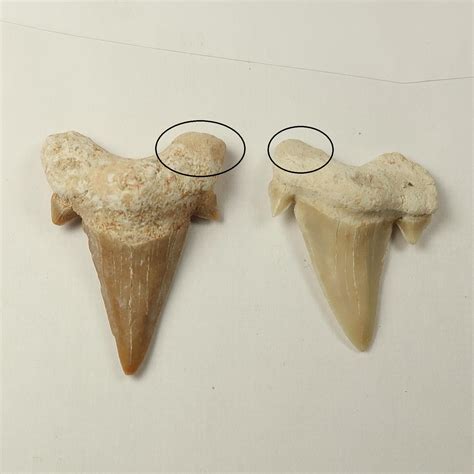 Fossil repairs: Repaired and restored sharks teeth