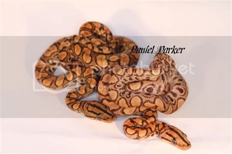 Rainbow boa morphs | Reptile Forums