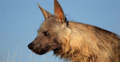 Brown Hyena Animal Facts | Hyaena brunnea | AZ Animals